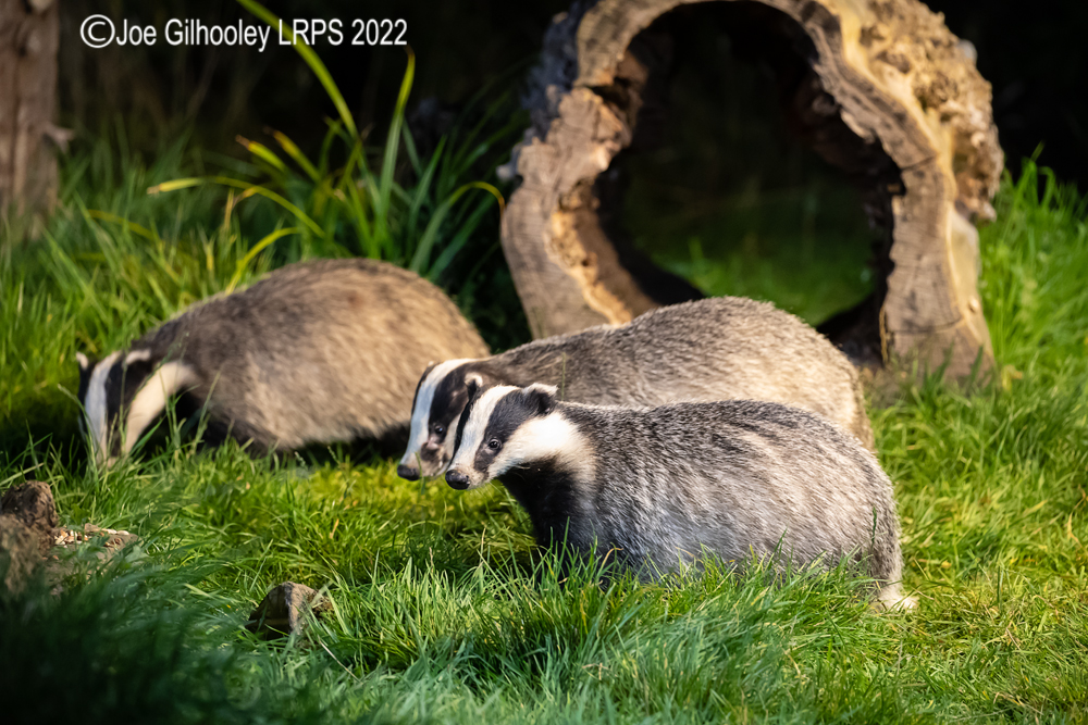European Badgers