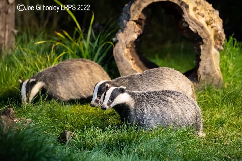 European Badgers