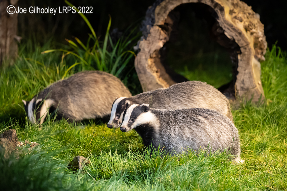 European Badgers