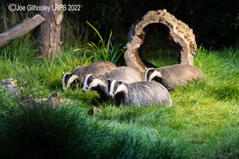 European Badgers