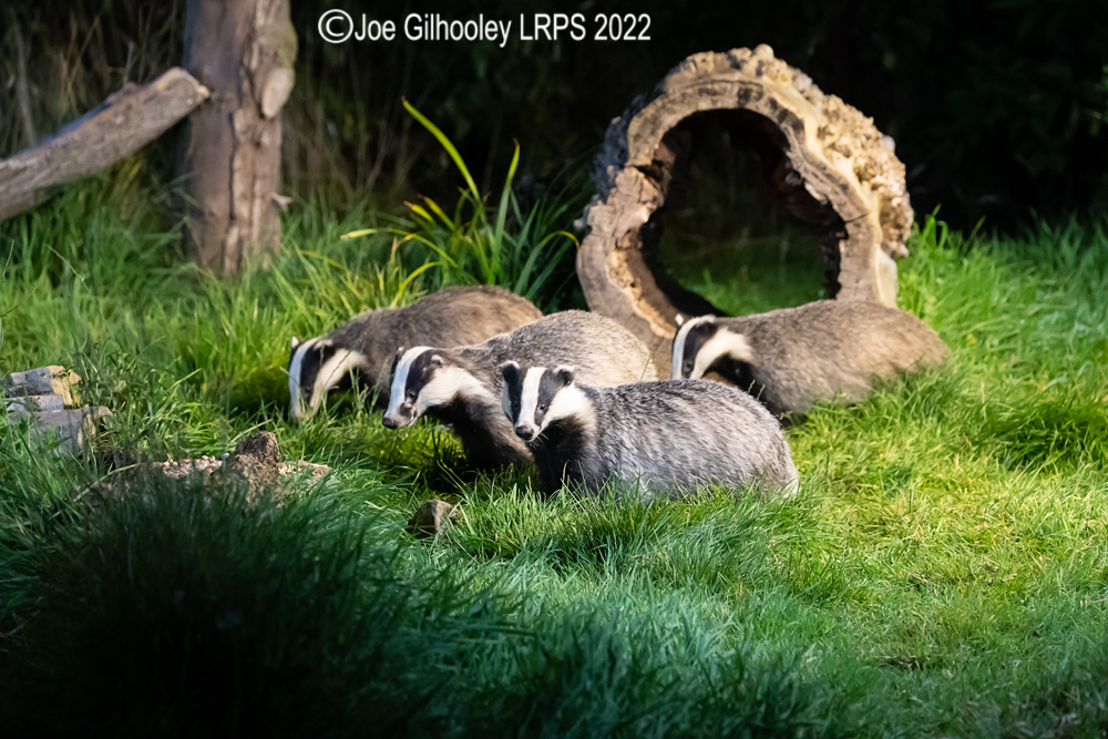 European Badgers