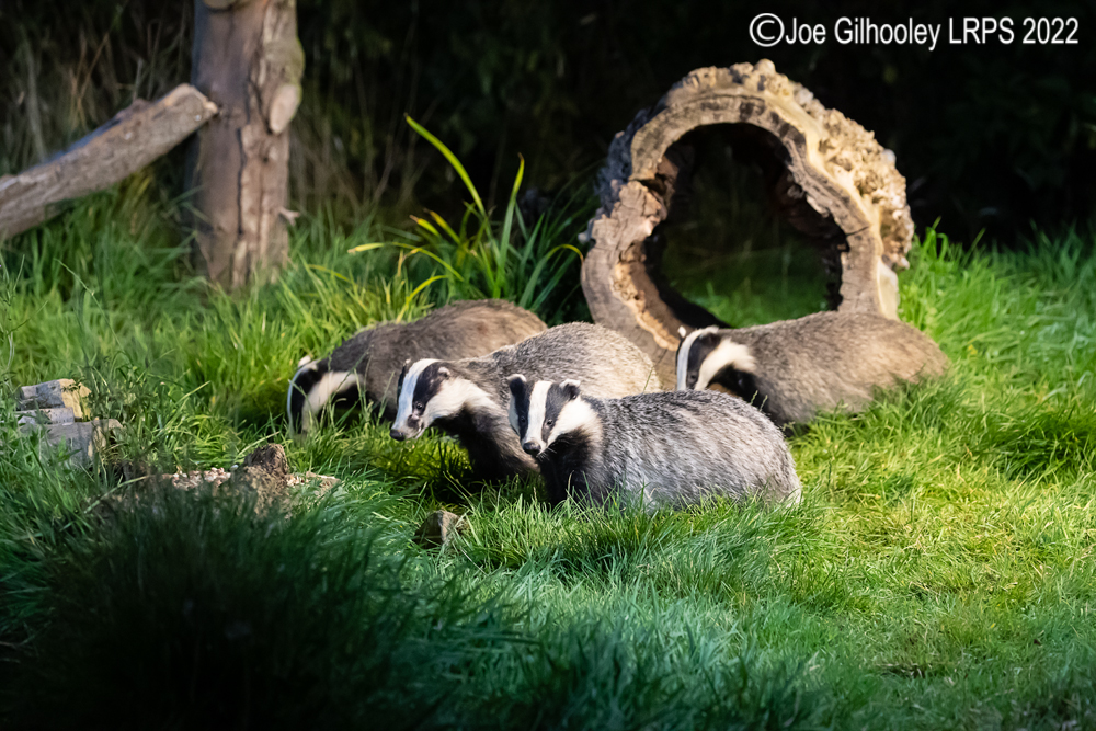 European Badgers
