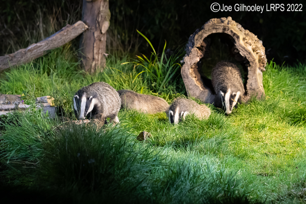 European Badgers