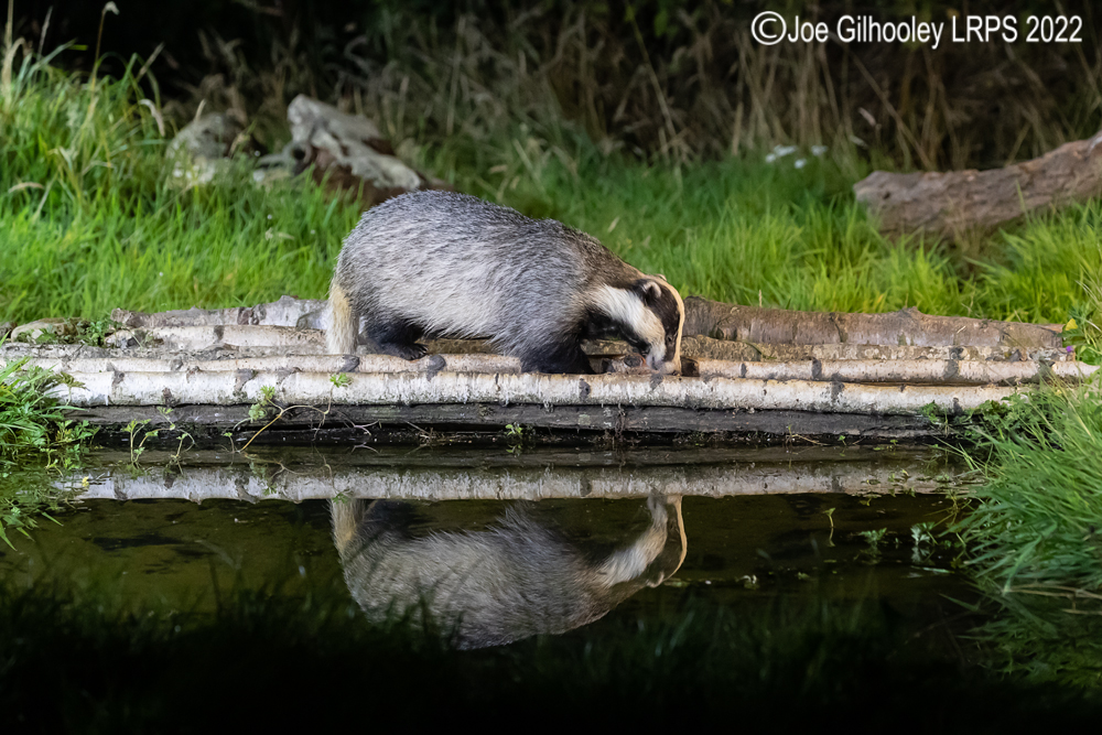 European Badgers