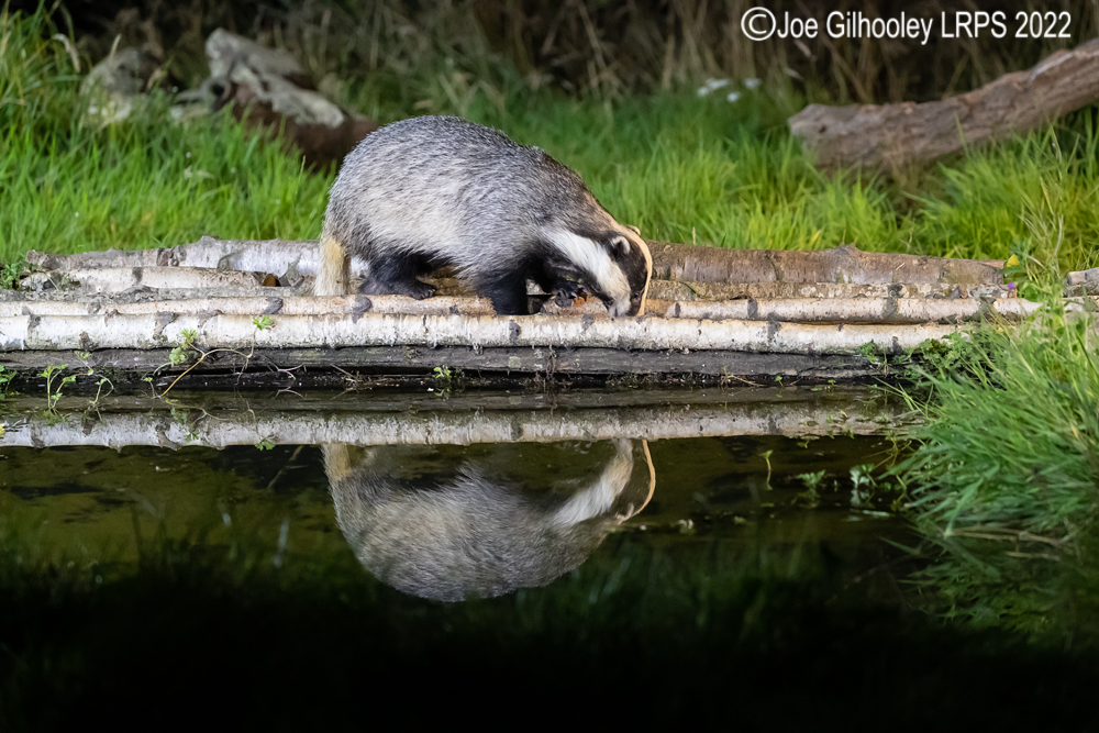 European Badgers