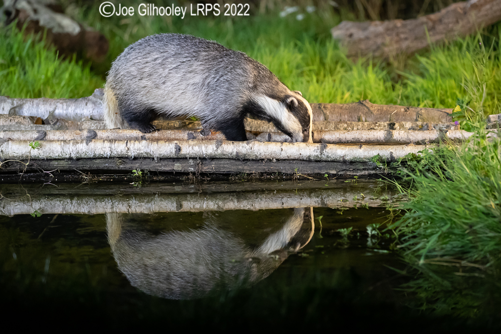 European Badgers