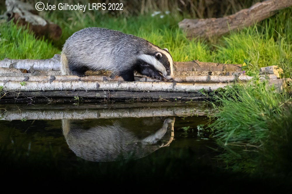European Badgers