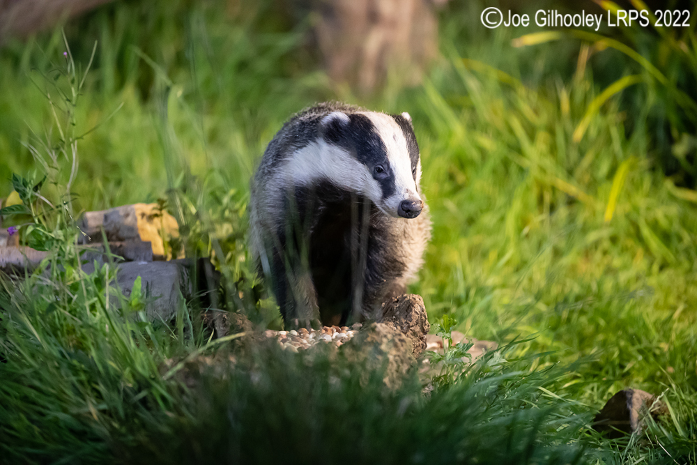 European Badgers