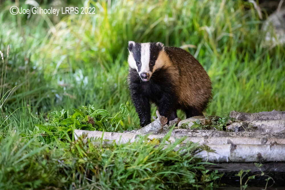 European Badgers