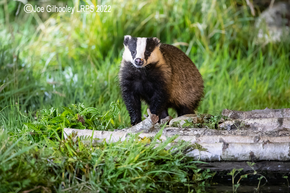European Badgers