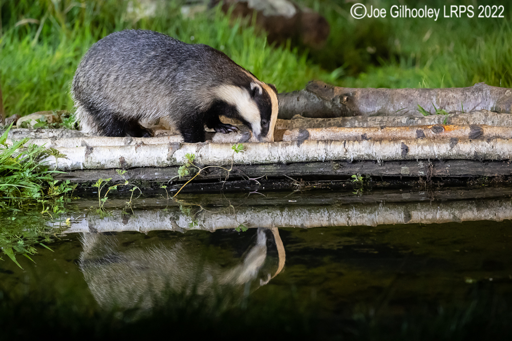 European Badgers