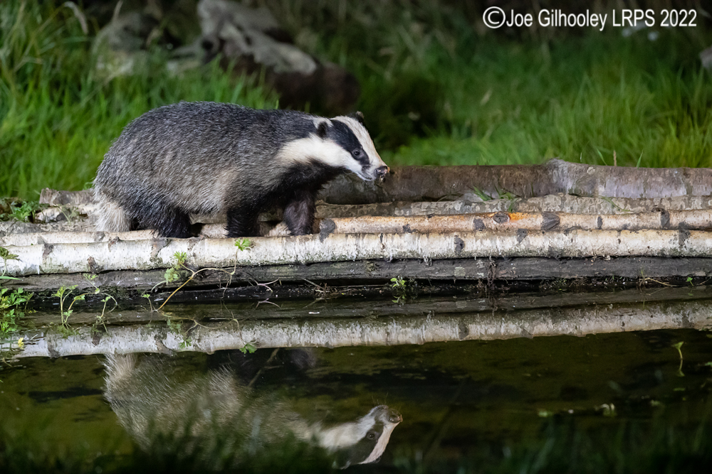 European Badgers