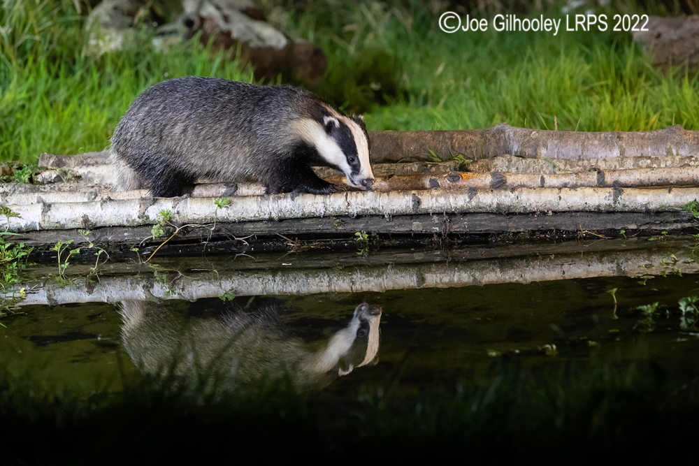European Badgers