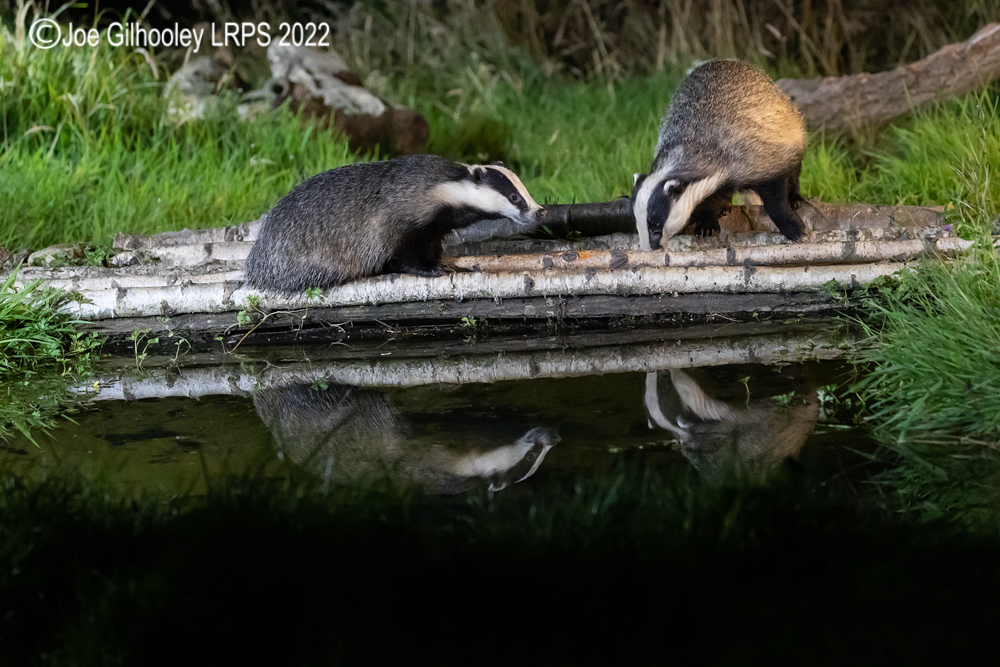 European Badgers