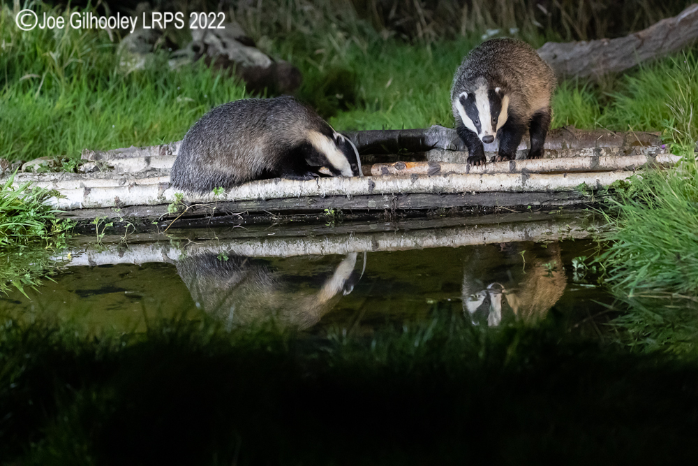 European Badgers