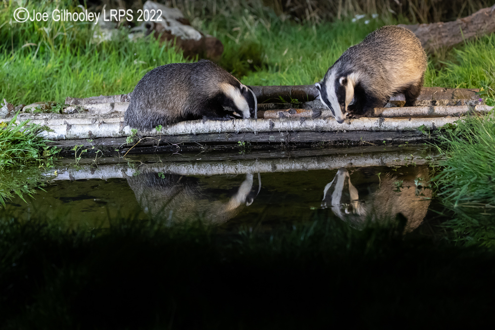 European Badgers