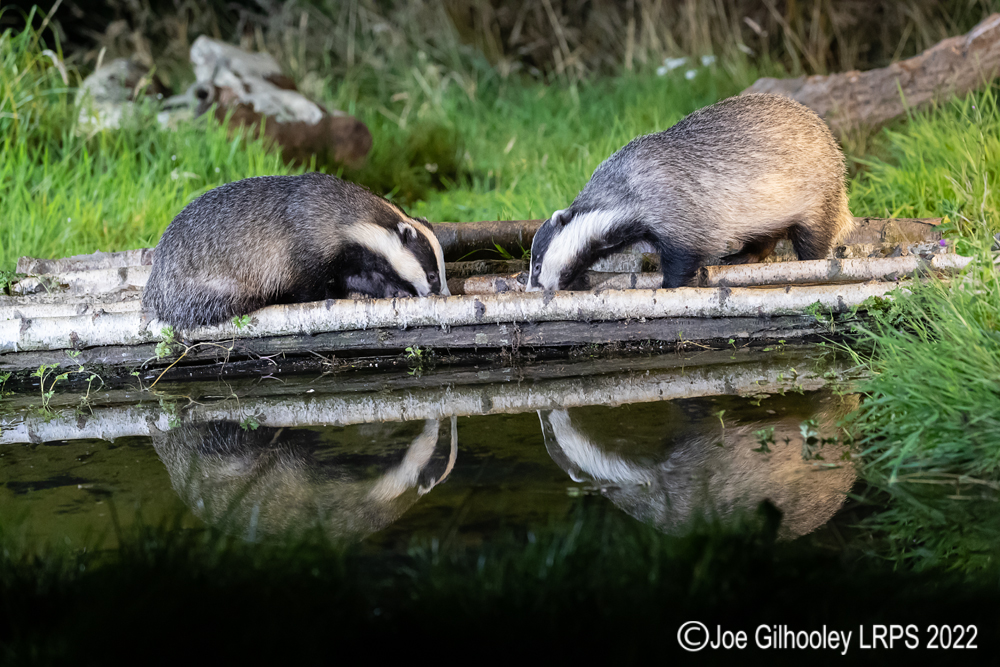 European Badgers