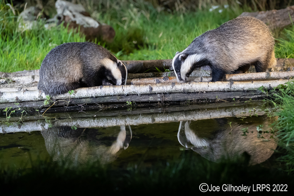 European Badgers