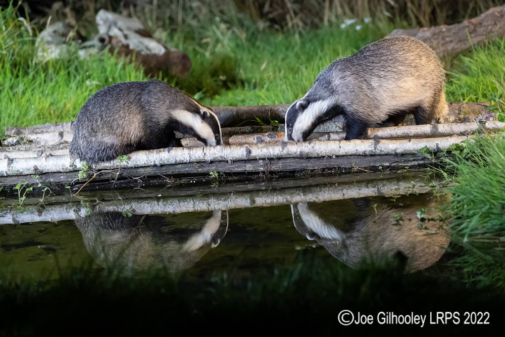 European Badgers