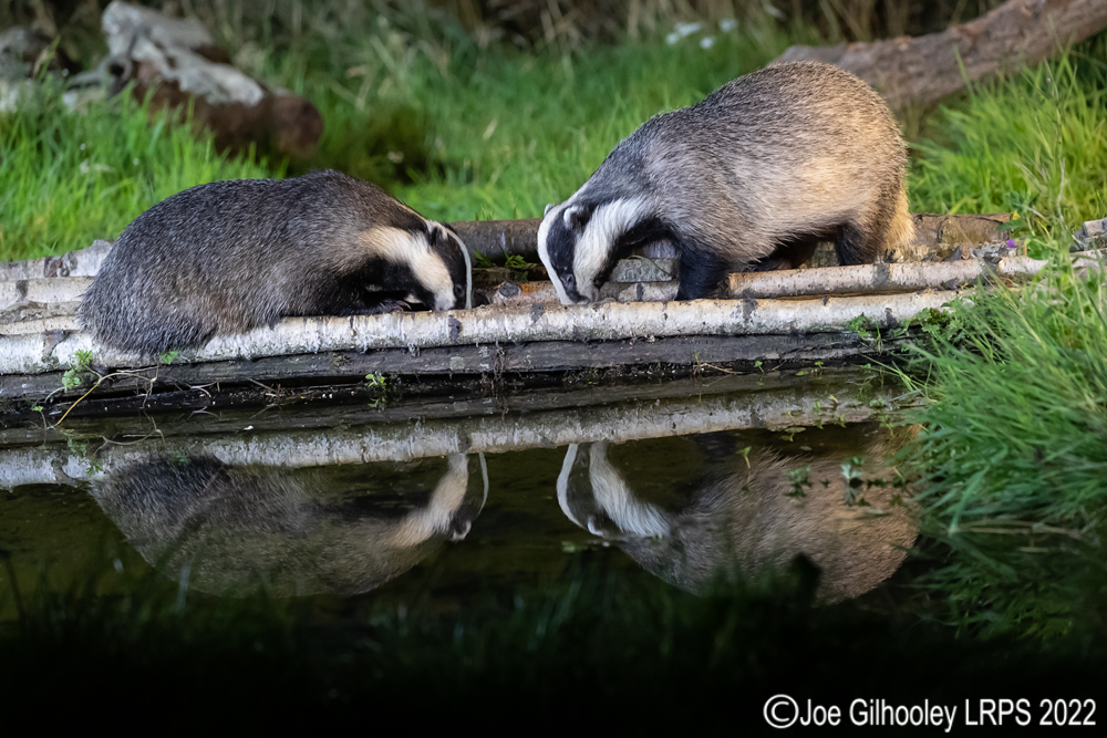 European Badgers