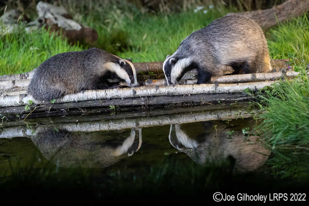 European Badgers