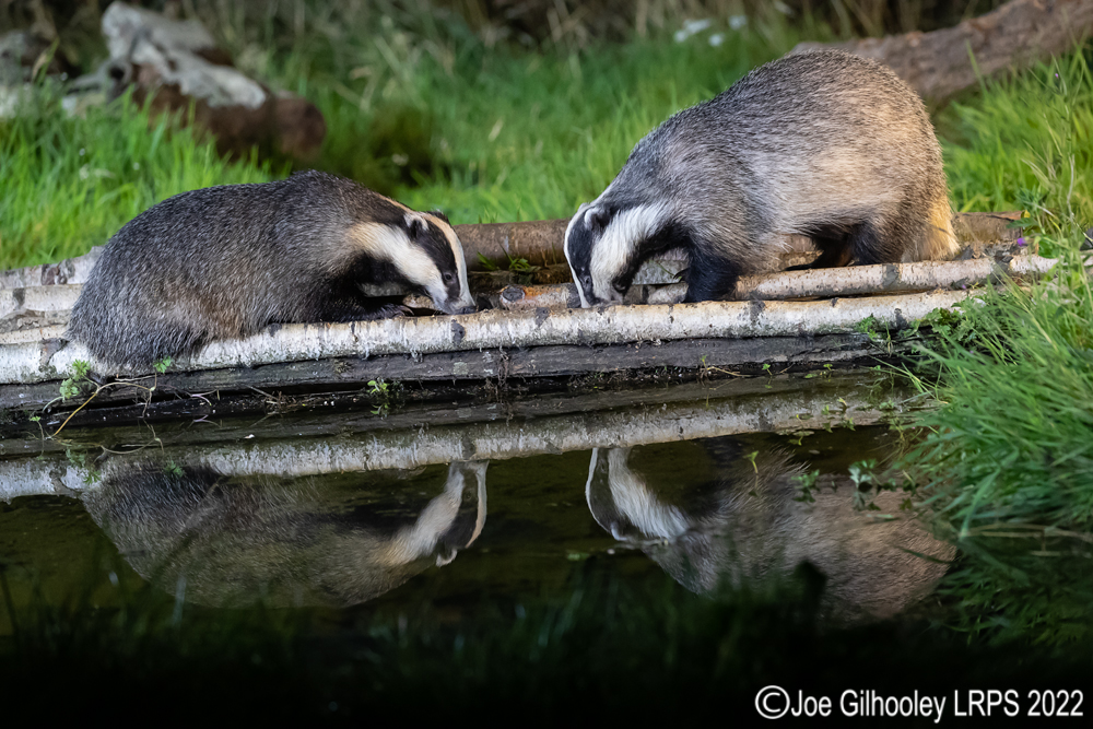 European Badgers