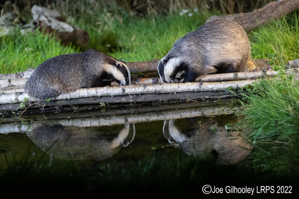 European Badgers
