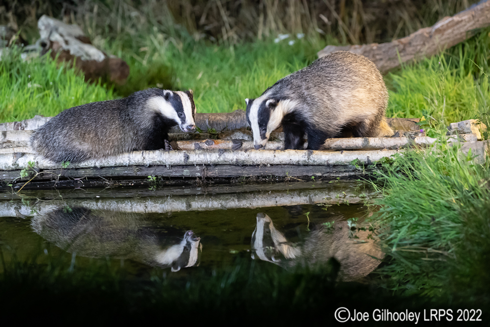 European Badgers