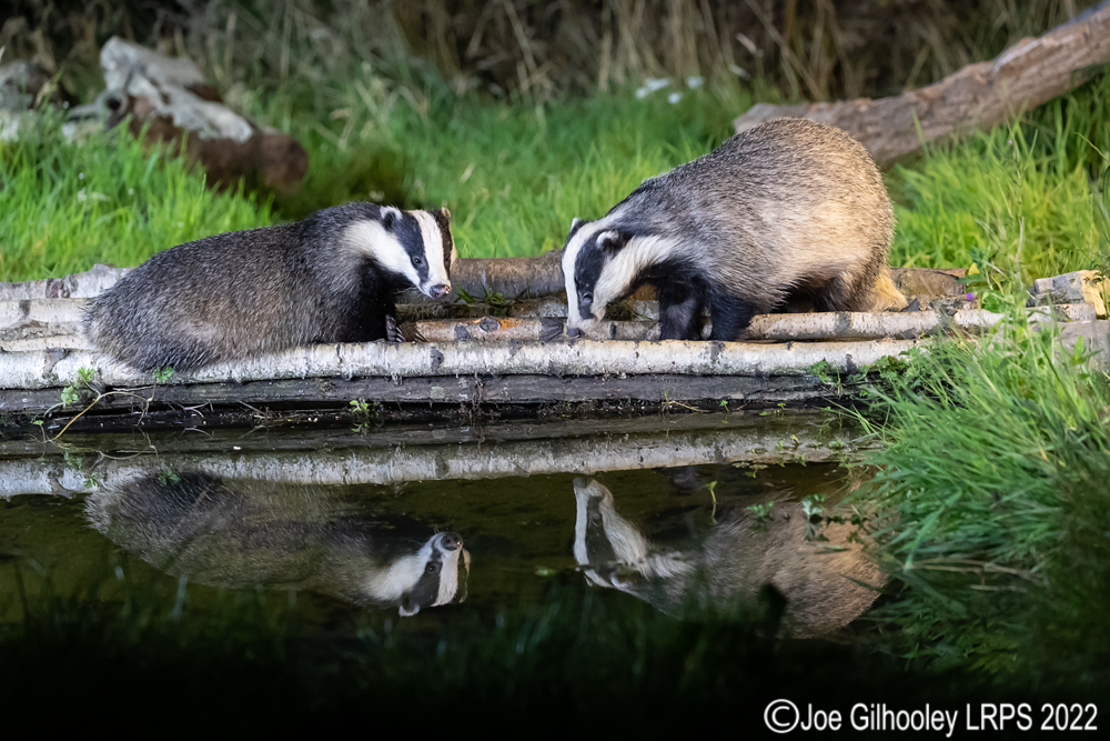 European Badgers