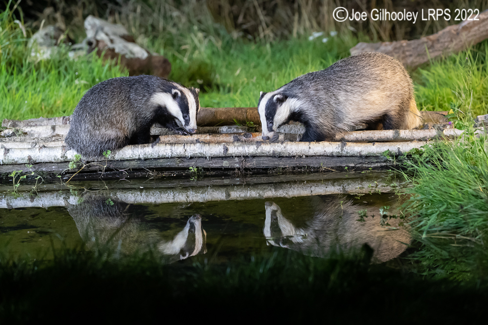 European Badgers
