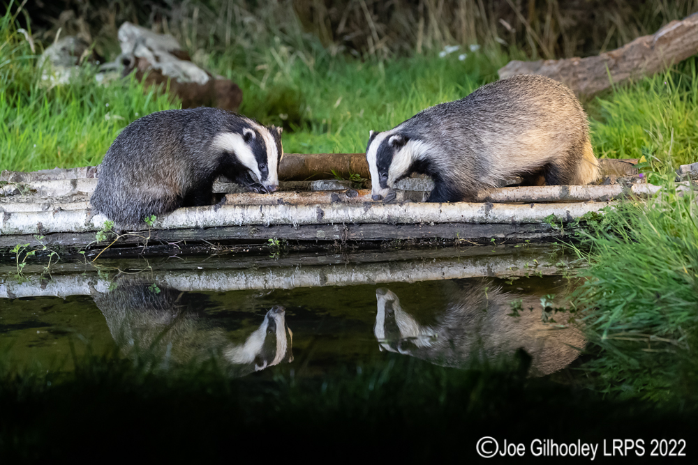 European Badgers