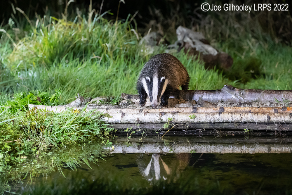 European Badgers