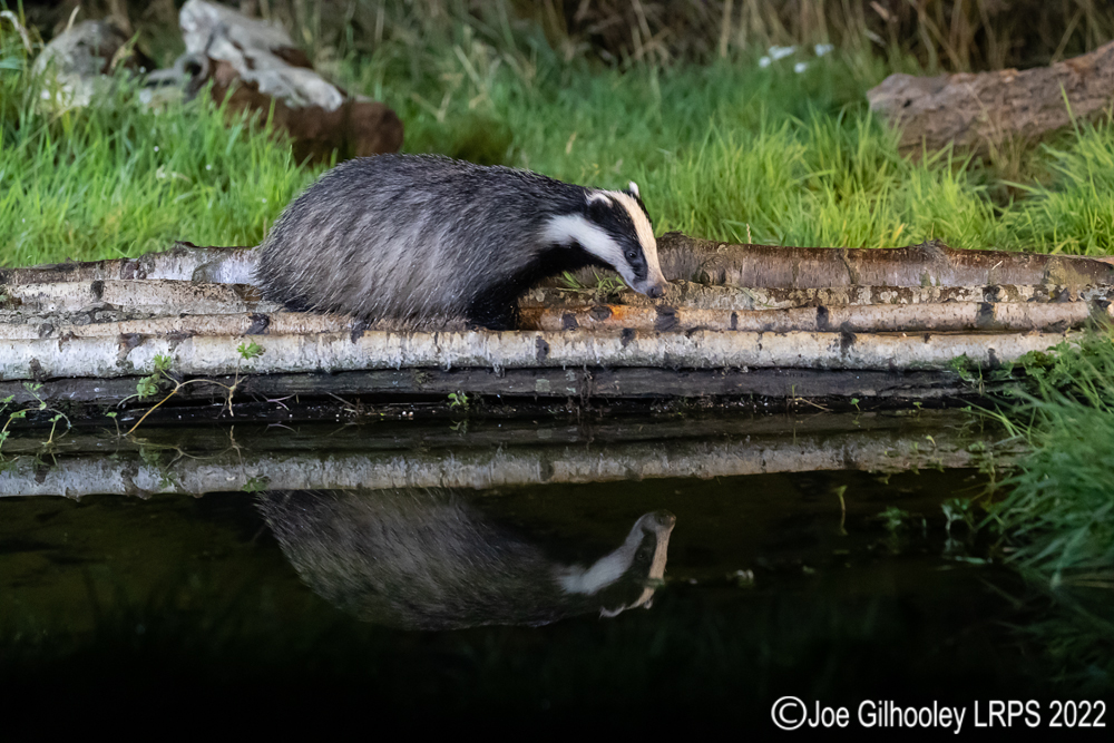 European Badgers