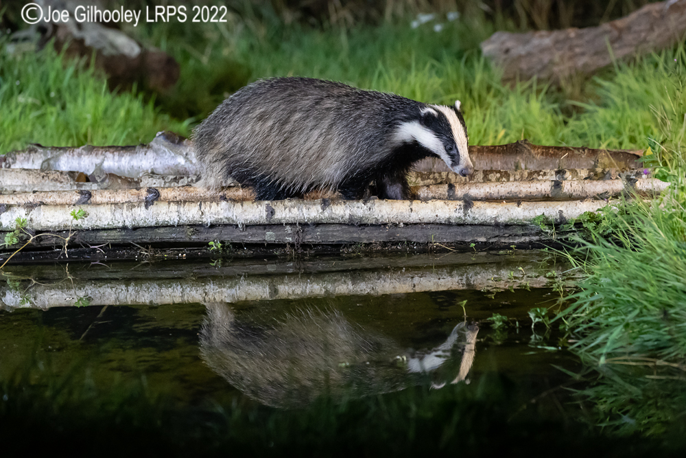 European Badgers