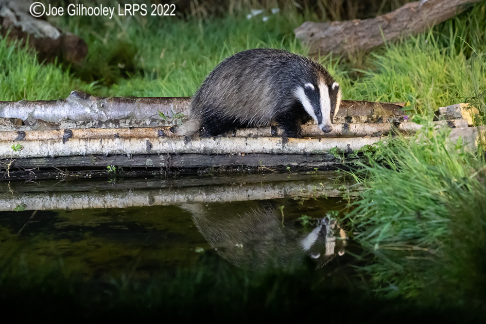 European Badgers