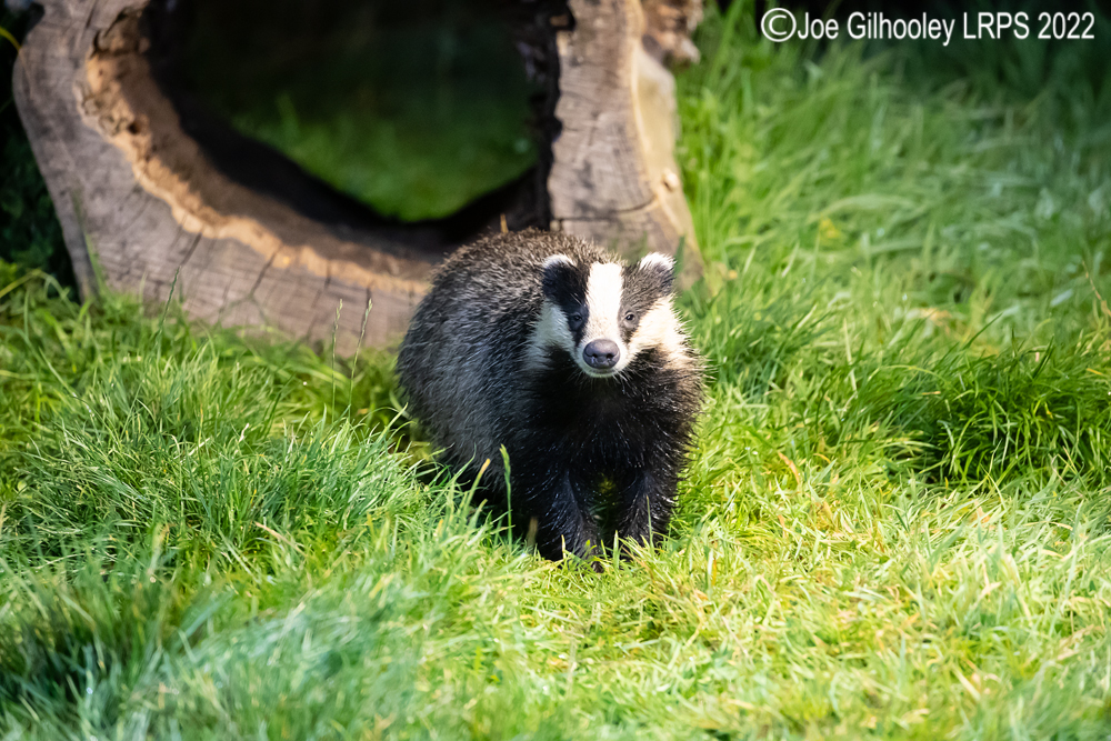 European Badgers
