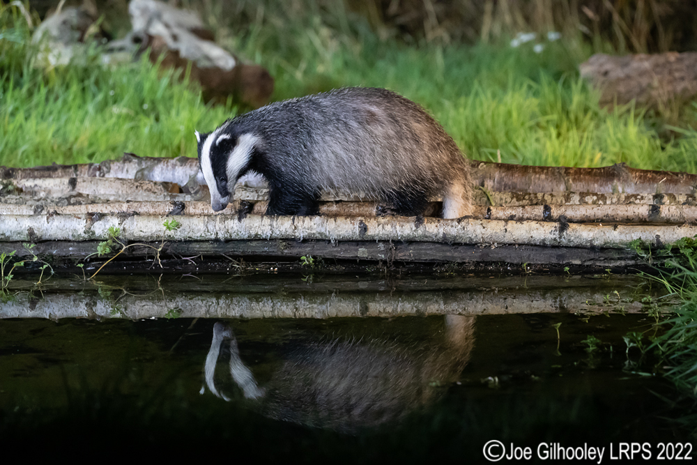 European Badgers
