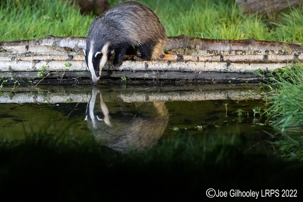 European Badgers