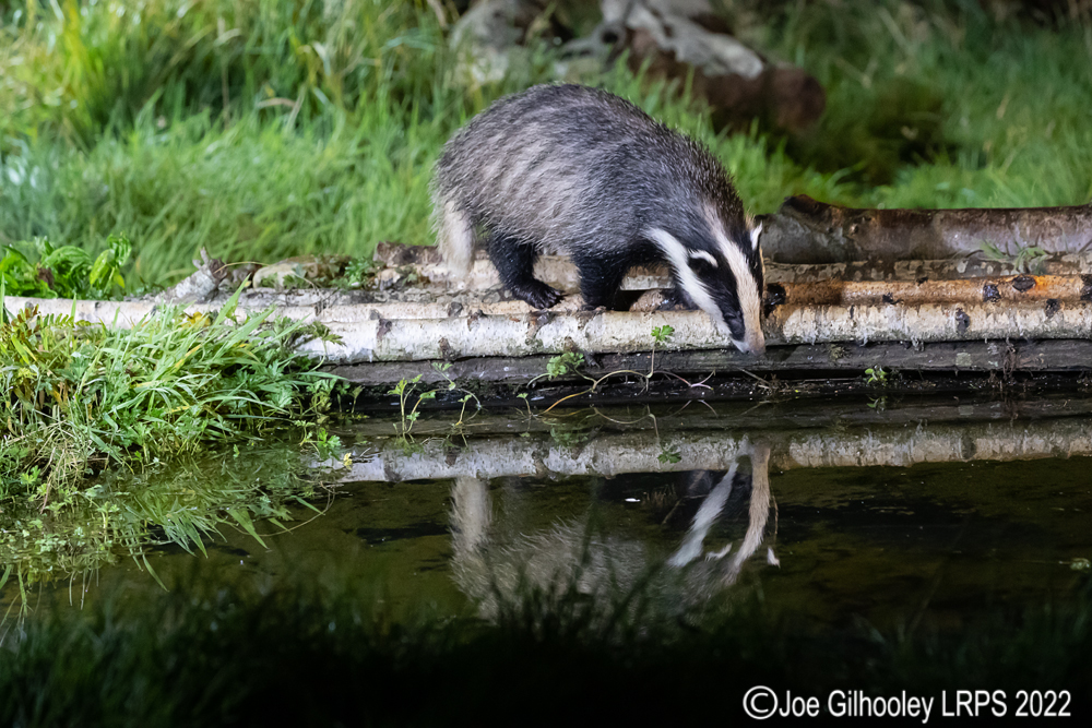 European Badgers