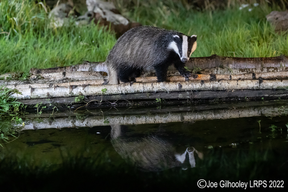 European Badgers