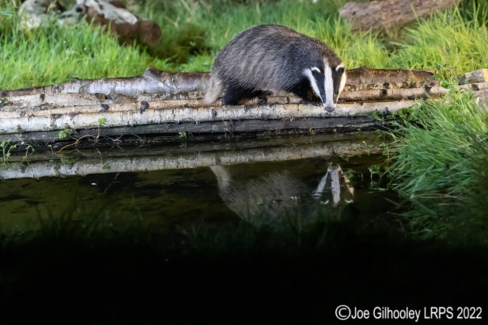 European Badgers