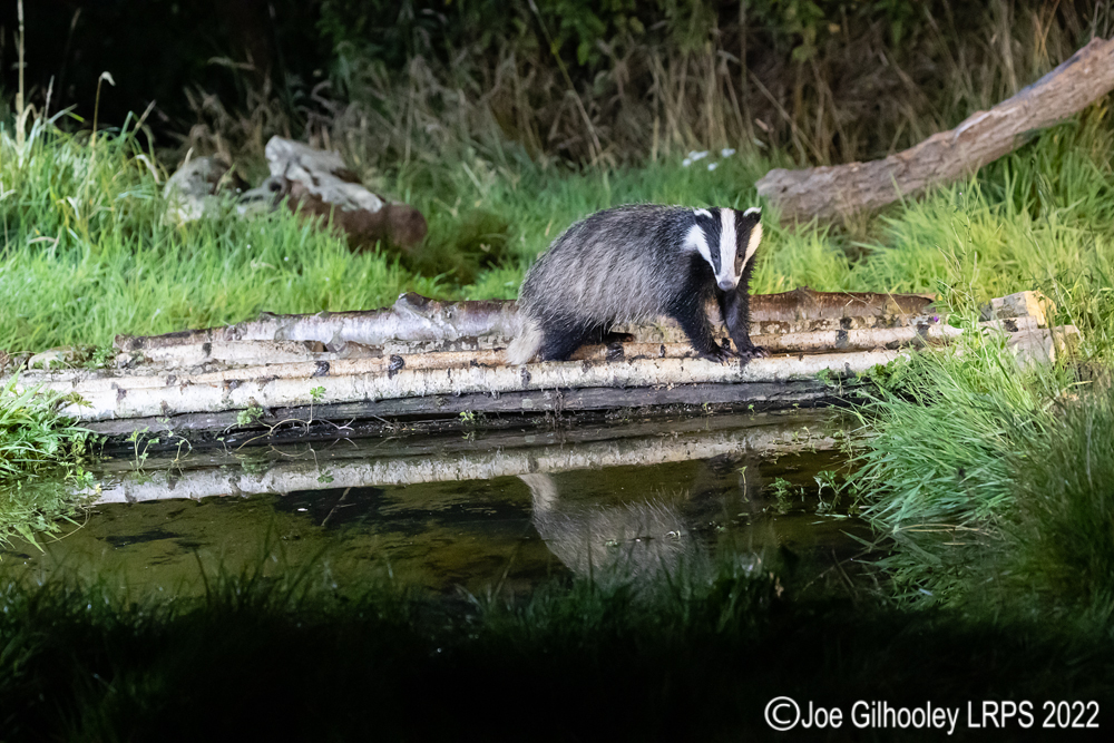 European Badgers