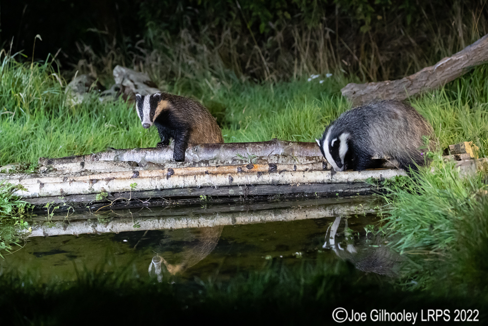 European Badgers