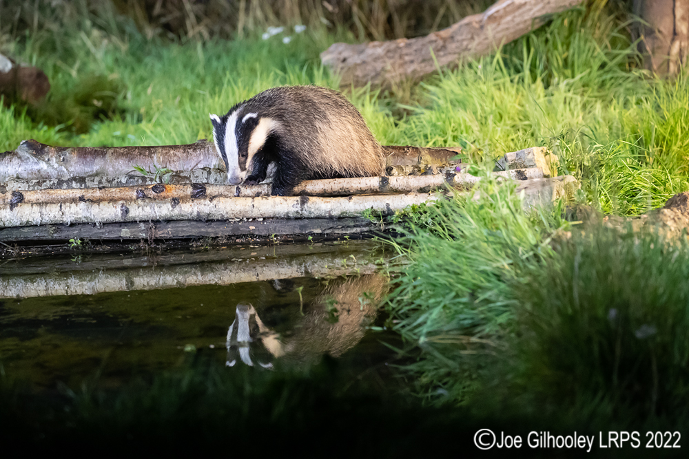 European Badgers