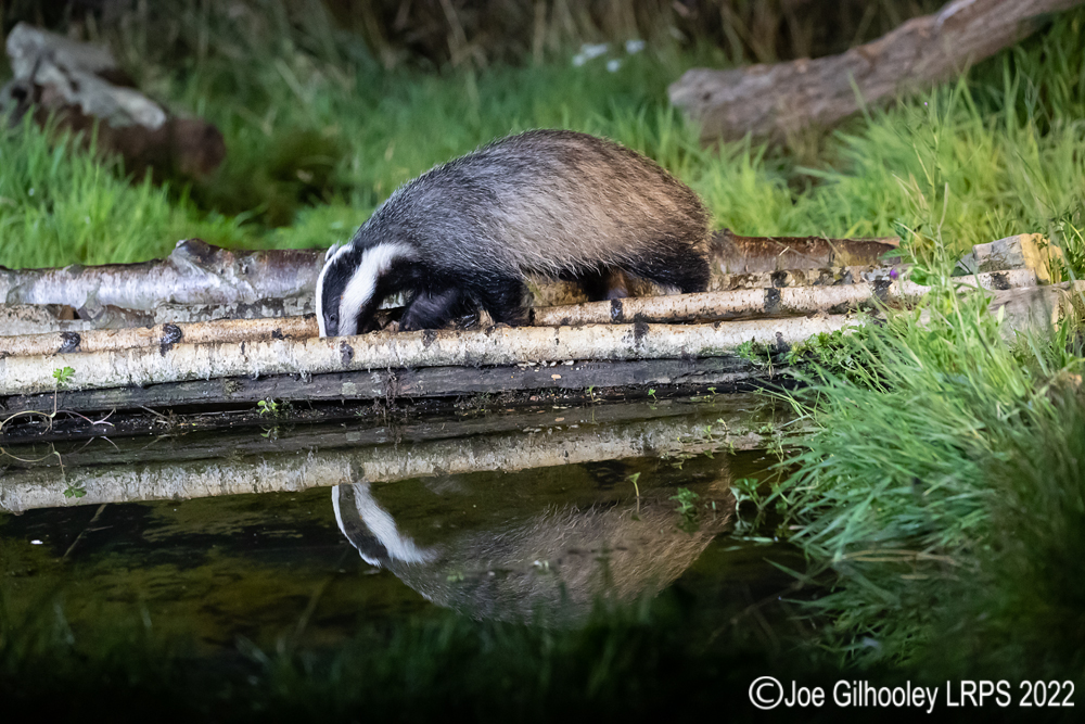 European Badgers