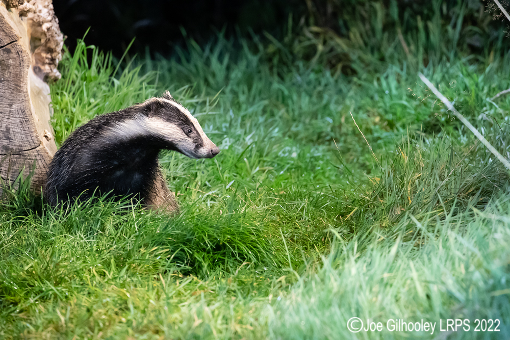 European Badgers