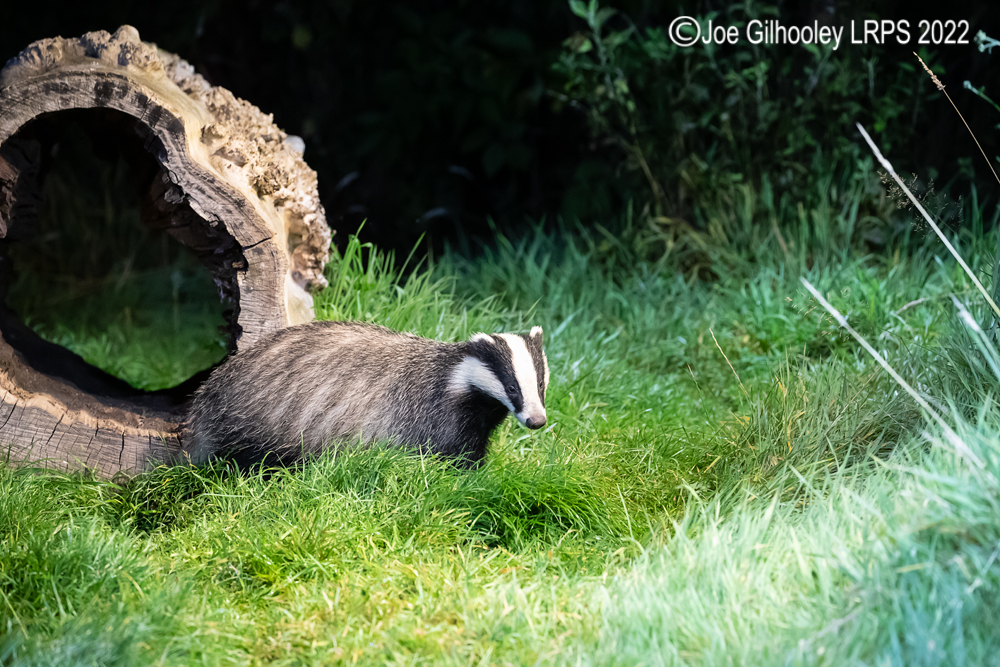 European Badgers