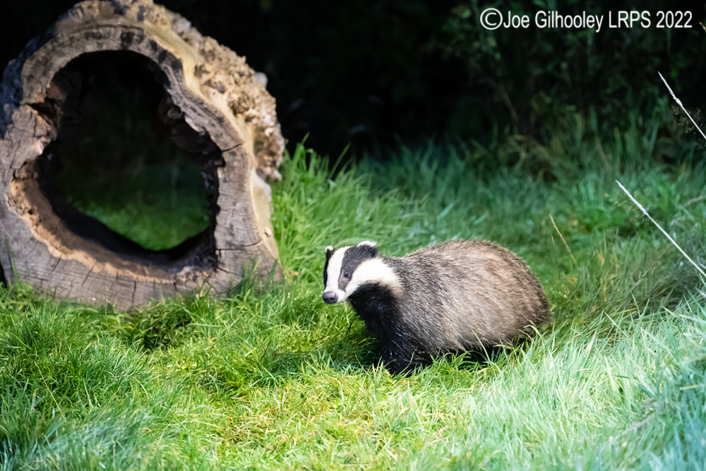 European Badgers