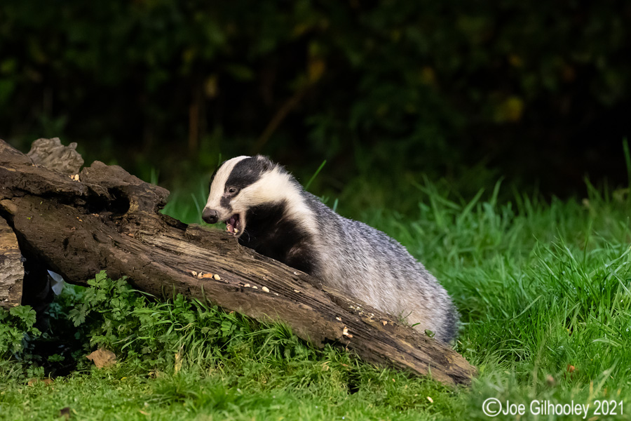 European Badgers European Badgers