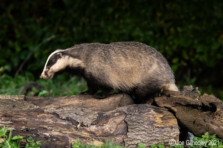 European Badgers European Badgers
